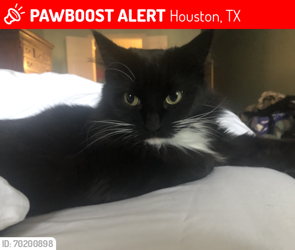 Lost Female Cat last seen Linkmeadow at South Braeswood , Houston, TX 77025
