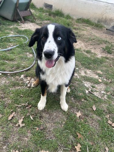 Lost Male Dog last seen Our house, Forestburg, TX 76239