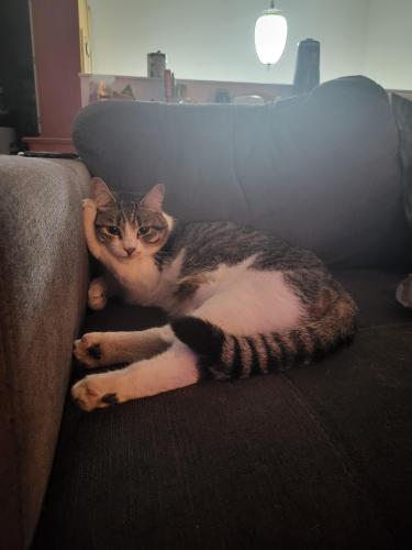 Lost Male Cat last seen Kalamalka road by Coldstream elementary , Coldstream, BC V1B 2A1