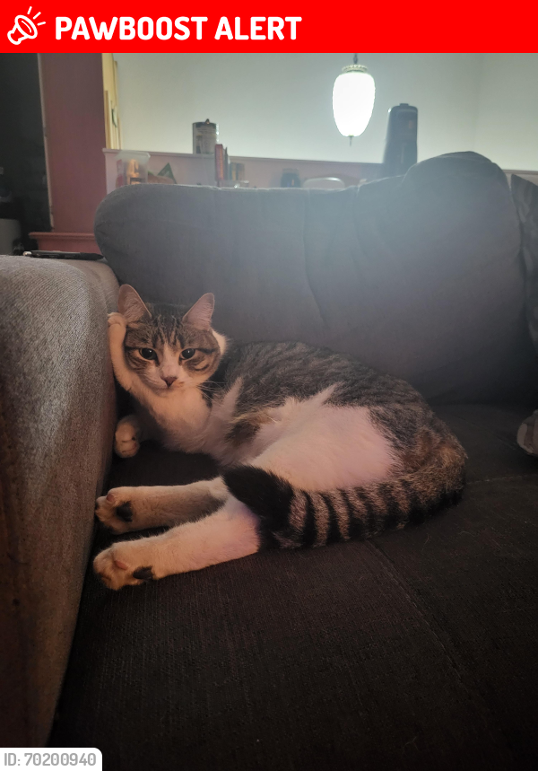 Lost Male Cat last seen Kalamalka road by Coldstream elementary , Coldstream, BC V1B 2A1