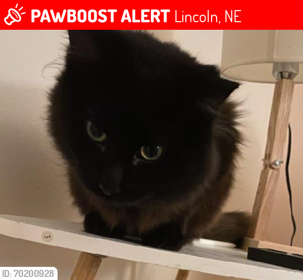 Lost Female Cat last seen Near south 29th st, Lincoln, NE 68510
