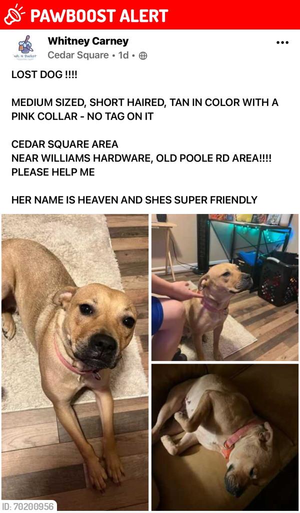 Lost Female Dog last seen Near and Williams hardware. Also Cedar square Rd starts right up the road , Randolph County, NC 27263