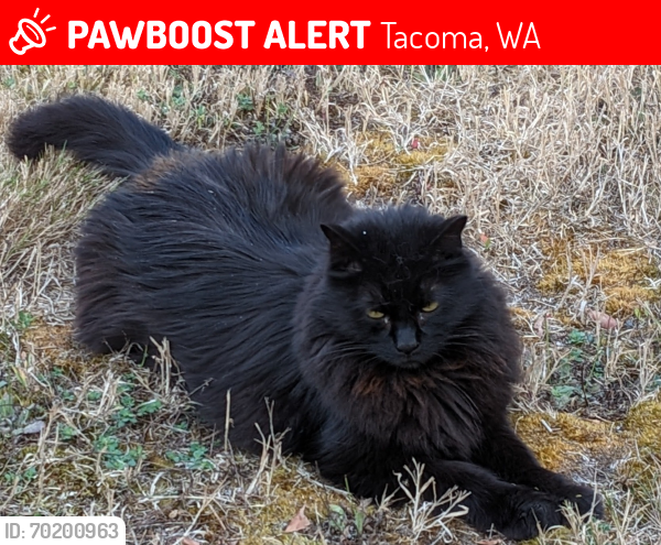 Lost Male Cat last seen Aquaduct Drive East, Tacoma Wa, Tacoma, WA 98445