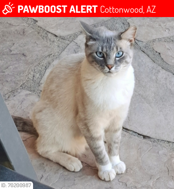 Lost Female Cat last seen Rocky Knolls Rd and Camino Real, Cottonwood, AZ 86326