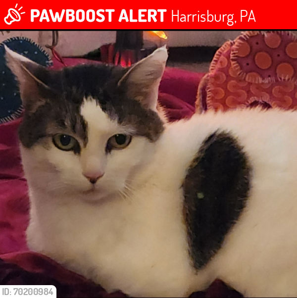 Lost Female Cat last seen Ridgeview Drive and Village Road, Harrisburg, PA 17112