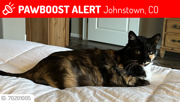 Lost Female Cat last seen Thompson River Ranch Parkway and Wildwood Way, Johnstown, CO 80534