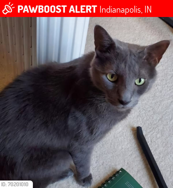 Lost Male Cat last seen Liberty Dr. in Linden Square Indianapolis, IN, Indianapolis, IN 46234