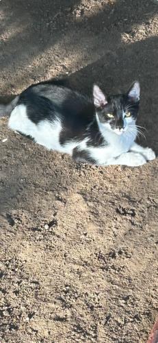 Lost Male Cat last seen Cranbrook way , Fair Oaks, CA 95628