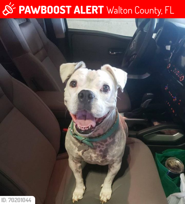Lost Female Dog last seen End of Girl Scout Road, possibly near Violet Street, Walton County, FL 32433