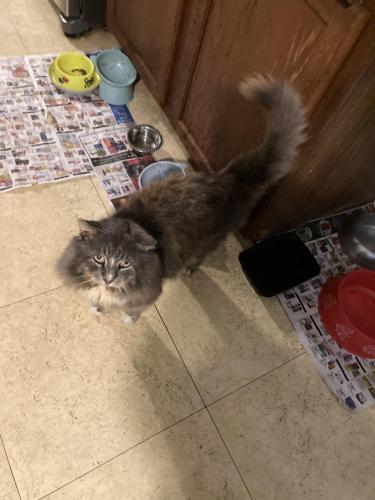 Lost Male Cat last seen Route 97 by Chili’s, Holtsville, NY 11742