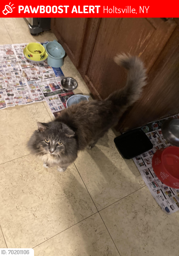 Lost Male Cat last seen Route 97 by Chili’s, Holtsville, NY 11742