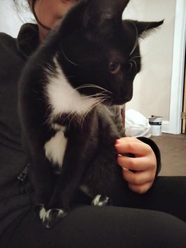 Lost Male Cat last seen Edgewood/15th pl, Chicago Heights, IL 60411