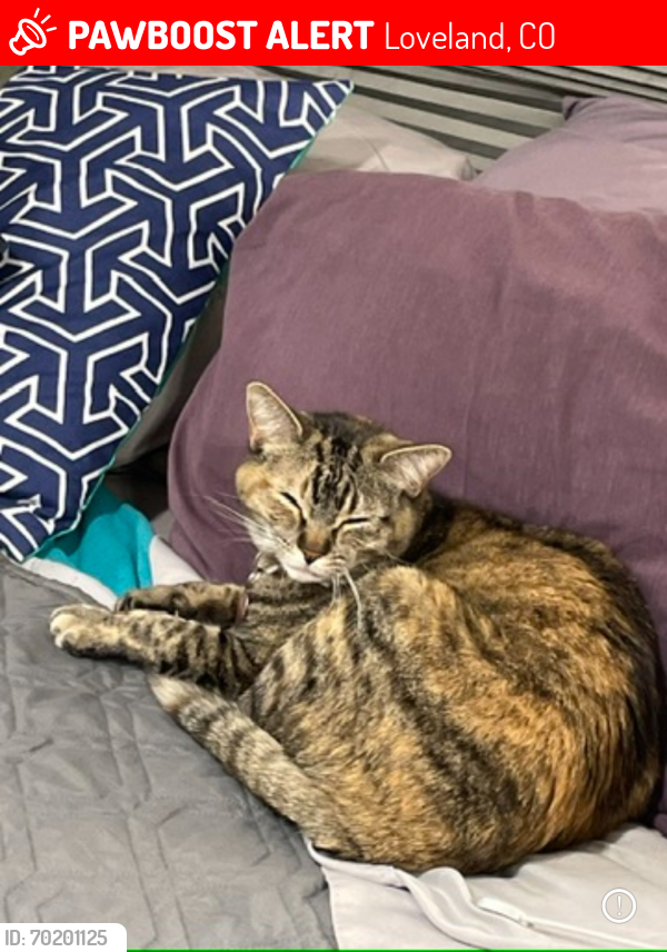 Lost Female Cat last seen 5th and Adams, Loveland, CO 80537