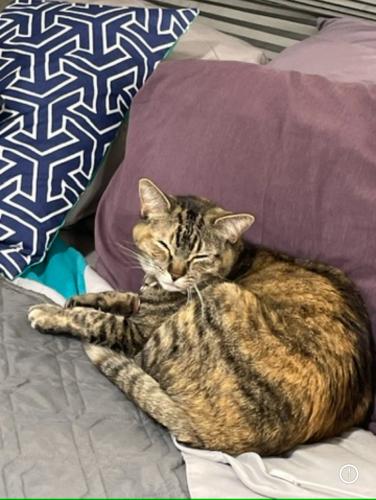 Lost Female Cat last seen 5th and Adams, Loveland, CO 80537