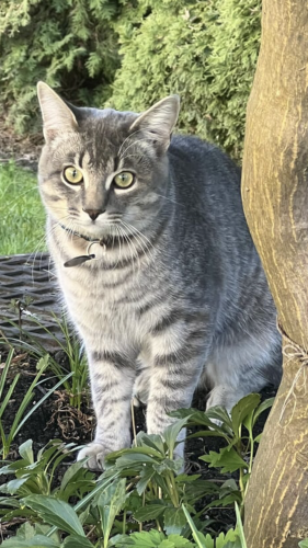 Lost Male Cat last seen Blundell and Garden City , Richmond, BC 
