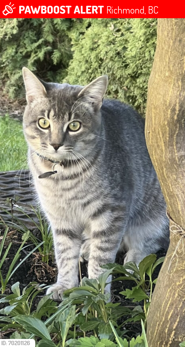 Deceased Male Cat last seen Blundell and Garden City , Richmond, BC 
