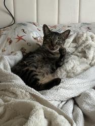 Lost Male Cat last seen Heatherton hill ln by the mailbox , Houston, TX 77047