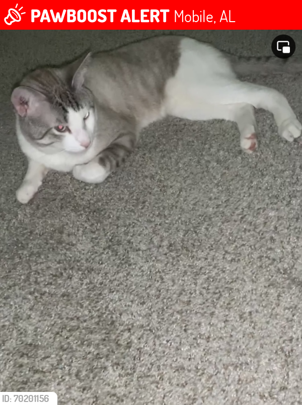 Lost Male Cat last seen Yester Oaks apmts there’s a neighborhood grimes st behind also, Mobile, AL 36608