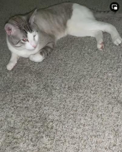 Lost Male Cat last seen Yester Oaks apmts there’s a neighborhood grimes st behind also, Mobile, AL 36608