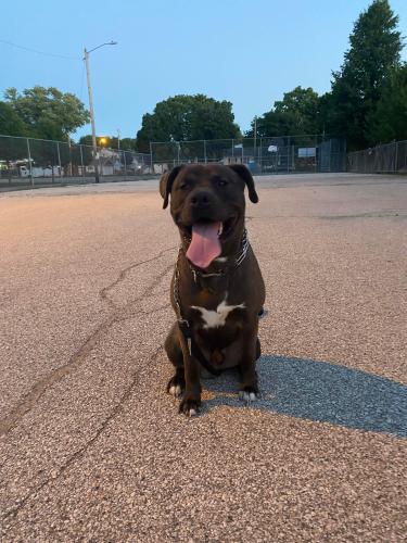 Lost Male Dog last seen w grant and s layton blvd , Milwaukee, WI 53215