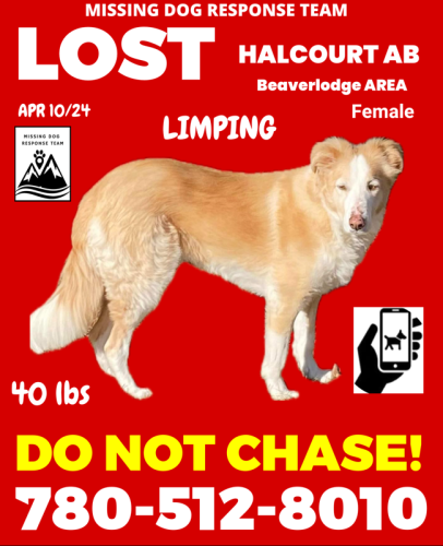 Lost Female Dog last seen Halcourt Alberta, Halcourt, AB T0H 1J0
