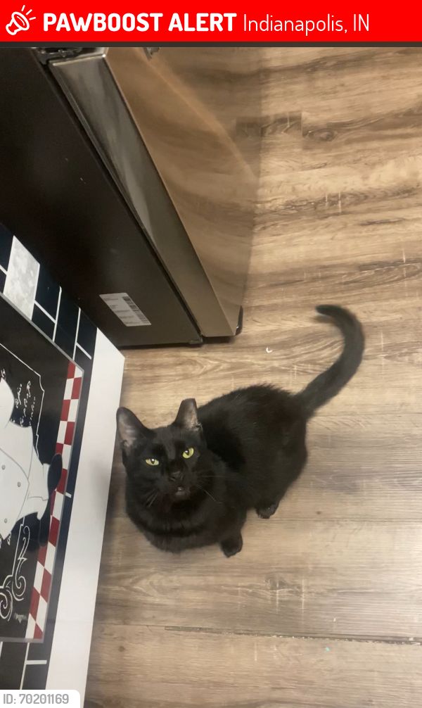 Lost Male Cat last seen Camby rd and trotter rd, Indianapolis, IN 46113