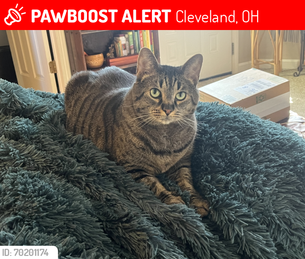 Lost Male Cat last seen W. 53rd and Cantor Ave., Cleveland, OH 44102