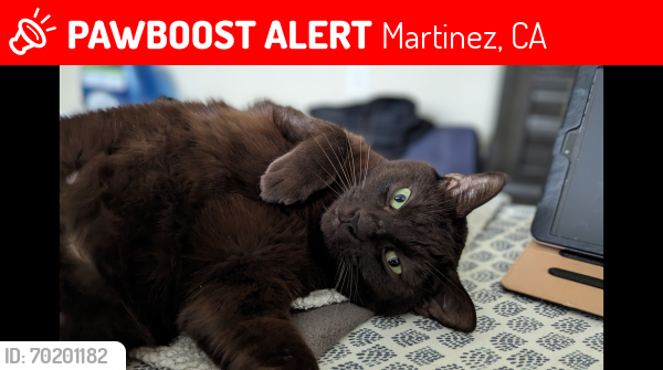 Lost Female Cat last seen Windhover & Pacheco Blvd, near All Flow, Martinez, CA 94553