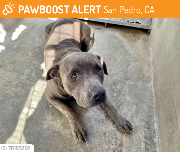 Shelter Stray Male Dog last seen , San Pedro, CA 90731