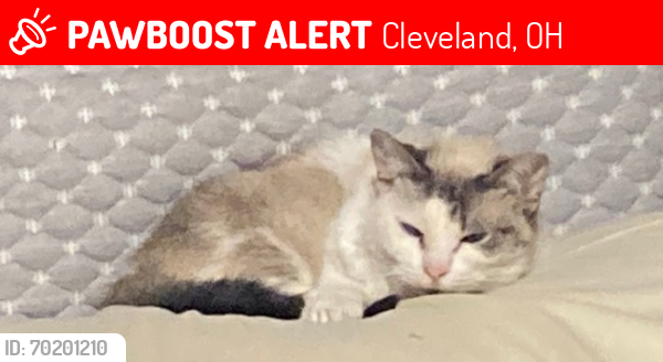 Lost Female Cat last seen West 158th & Puritas Ave, Cleveland, OH 44135