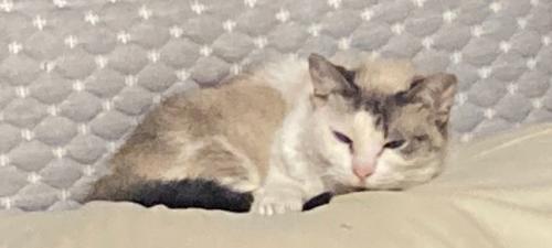 Lost Female Cat last seen West 158th & Puritas Ave, Cleveland, OH 44135