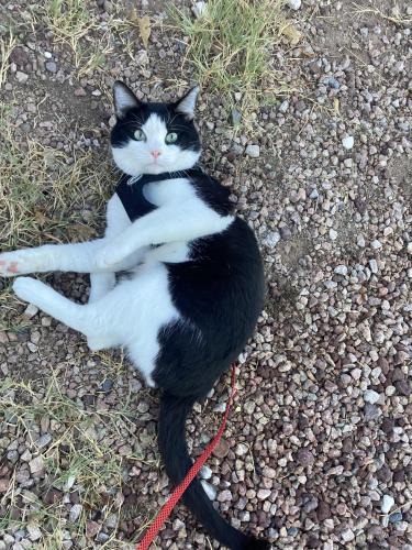 Lost Male Cat last seen Pecos rd and Arizona Ave, Chandler, AZ 85225