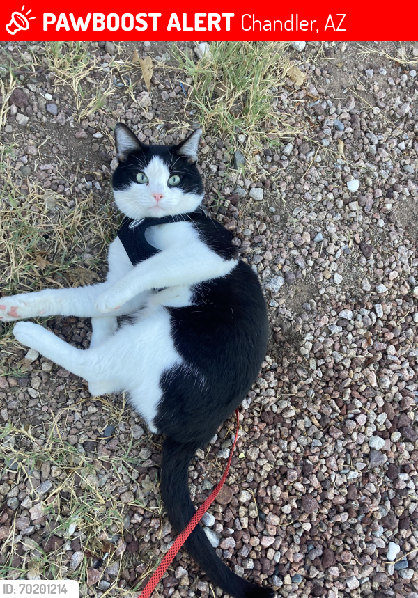 Lost Male Cat last seen Pecos rd and Arizona Ave, Chandler, AZ 85225
