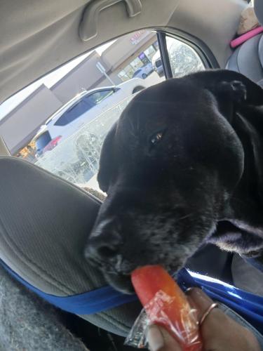 Lost Male Dog last seen Walmart, Grants Pass, OR 97526