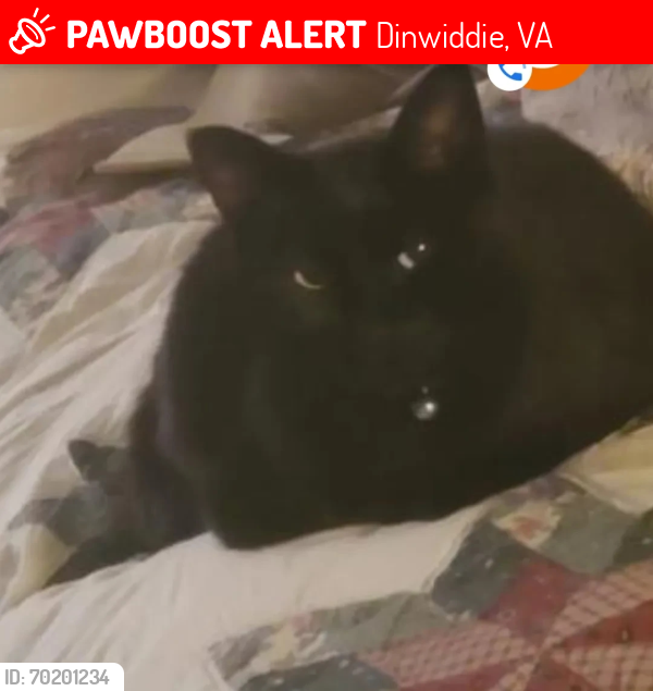 Lost Male Cat last seen ROUTE 1 PETERSBURG VA, Dinwiddie, VA 23841