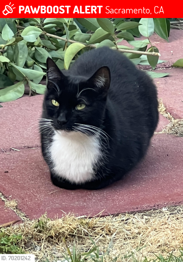 Lost Female Cat last seen Bradford street , Sacramento, CA 95820