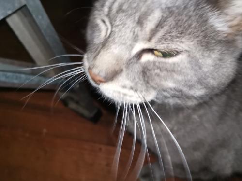 Lost Male Cat last seen San Miguel Canyon Rd, Salinas, CA 93907