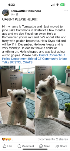 Lost Male Dog last seen Emmett st, Bristol, CT 06010