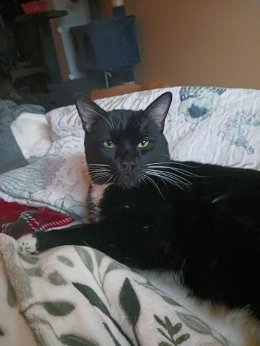 Lost Male Cat last seen Lacrosse, Cincinnati , Spokane, WA 99207