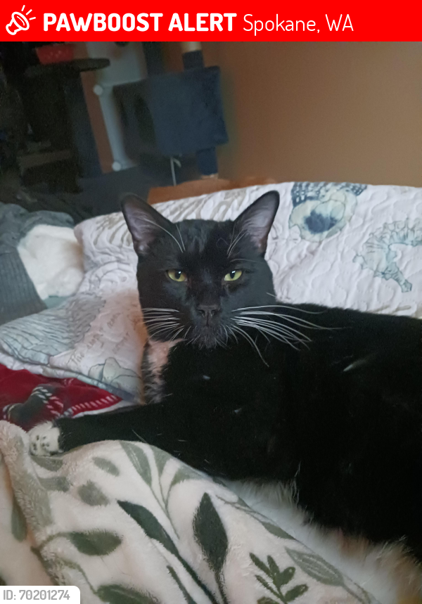 Lost Male Cat last seen Lacrosse, Cincinnati , Spokane, WA 99207