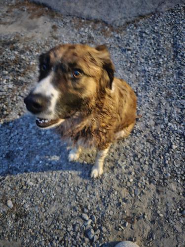 Found/Stray Unknown Dog last seen Shag Williams park, Floyd County, GA 30161