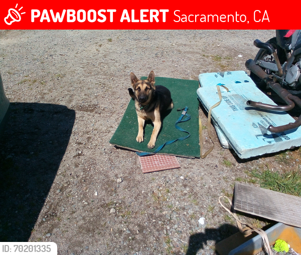 Lost Male Dog last seen Roma's pizza, Sacramento, CA 95824