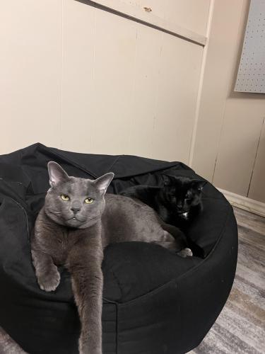 Lost Male Cat last seen Wiley st, St. Catharines, ON L2R 4E8