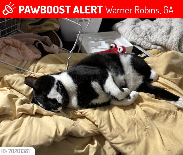 Lost Male Cat last seen Booth rd, Warner Robins, GA 31088