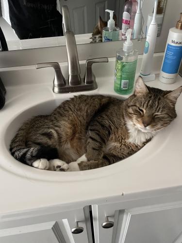 Lost Male Cat last seen Simms and Bowles , Littleton, CO 80127
