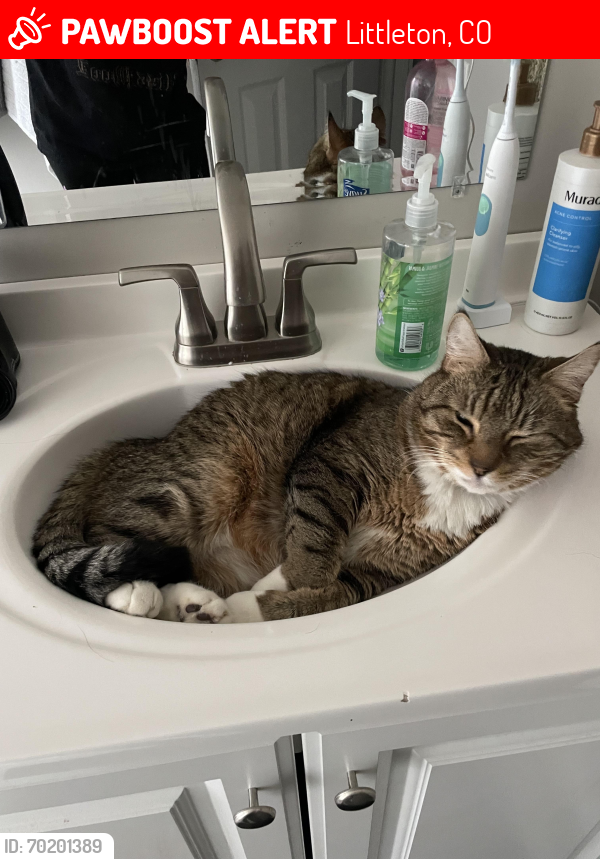 Lost Male Cat last seen Simms and Bowles , Littleton, CO 80127
