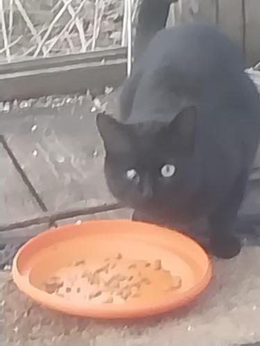 Lost Male Cat last seen Eeuclid/Hotchkiss, Bay City, MI 48706