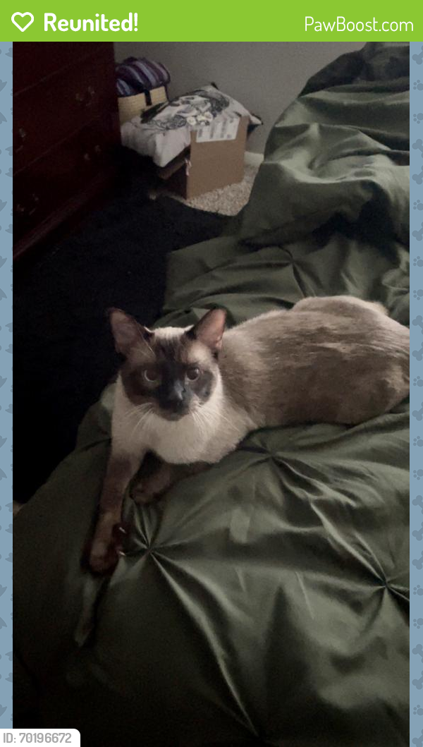 Reunited Male Cat last seen Hudson on the Greenway, Knoxville, TN 37923