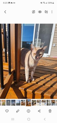 Lost Male Cat last seen rue sacha and rue Russell, h7r0a8, Laval, QC H7R