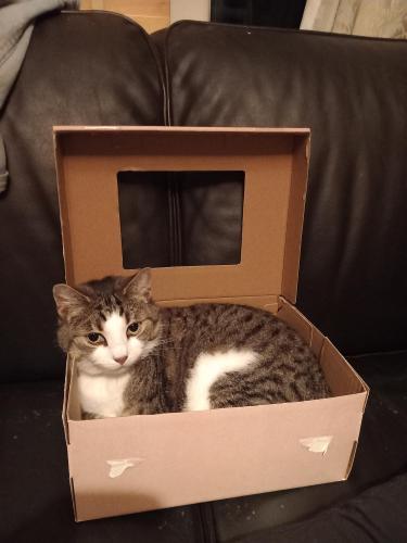 Lost Female Cat last seen Bedwell shops, Hertfordshire, England SG1 1QS